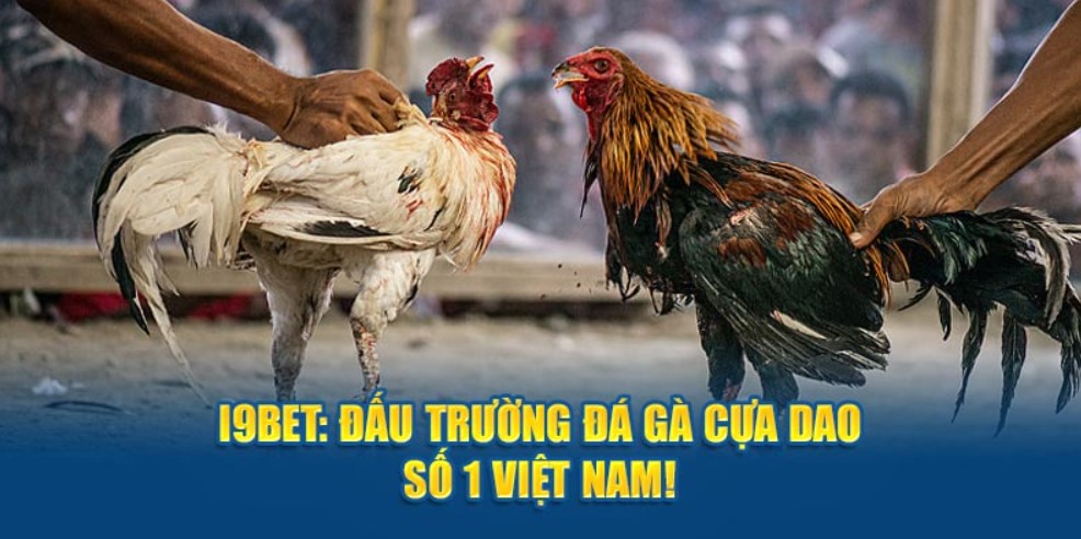 Bật mí chiến thuật chơi Đá Gà i9bet dễ thắng