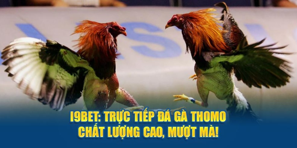 Giới thiệu Đá Gà i9bet